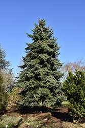 Engelmann Spruce (Picea engelmannii) at Stonegate Gardens