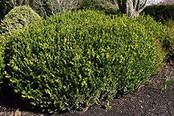 Green Beauty Boxwood (Buxus 'Green Beauty') at Stonegate Gardens
