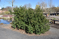 Red Escallonia (Escallonia rubra var. macrantha) at Stonegate Gardens