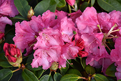April Glow Rhododendron (Rhododendron 'April Glow') at Stonegate Gardens