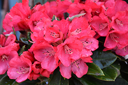 Cherries And Merlot Rhododendron (Rhododendron 'Cherries And Merlot') at Lakeshore Garden Centres