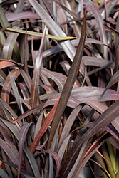 Dark Delight New Zealand Flax (Phormium 'Dark Delight') at Stonegate Gardens