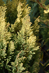 Golden Surprise Lawson Falsecypress (Chamaecyparis lawsoniana 'Golden Surprise') at Stonegate Gardens