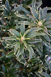 Variegated Pontic Rhododendron (Rhododendron ponticum 'Variegatum') at Stonegate Gardens
