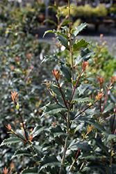 San Jose Sweet Olive (Osmanthus x fortunei 'San Jose') at Stonegate Gardens