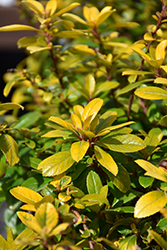 Gold Brian Escallonia (Escallonia x exoniensis 'Gold Brian') at A Very Successful Garden Center