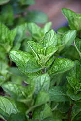 Chewing Gum Mint (Mentha 'Chewing Gum') at Lakeshore Garden Centres