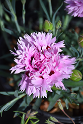 Early Bird Fizzy Pinks (Dianthus 'Wp08 Ver03') at Stonegate Gardens