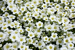 Touran Large White Saxifrage (Saxifraga x arendsii 'Touran Large White') at A Very Successful Garden Center