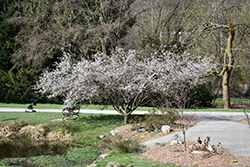 Fuji Cherry (Prunus incisa) at Stonegate Gardens