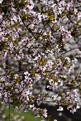 Fuji Cherry (Prunus incisa) at Stonegate Gardens