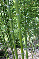 Sweetshoot Bamboo (Phyllostachys dulcis) at Stonegate Gardens