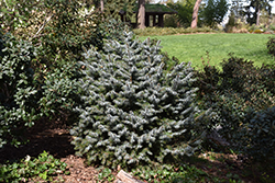 Papoose Dwarf Sitka Spruce (Picea sitchensis 'Papoose') at Stonegate Gardens