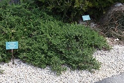 Alpine Mint Bush (Prostanthera cuneata) at Stonegate Gardens