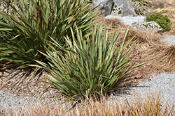 Mountain Flax (Phormium colensoi) at Stonegate Gardens