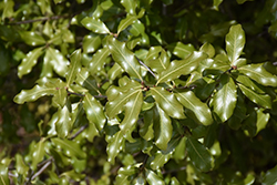 Kohuhu (Pittosporum tenuifolium) at Lakeshore Garden Centres