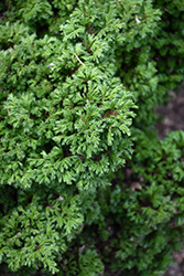 Plumosa Compressa Falsecypress (Chamaecyparis pisifera 'Plumosa Compressa') at Stonegate Gardens