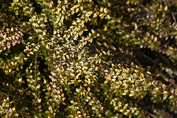 Twiggy Box Honeysuckle (Lonicera nitida 'Twiggy') at Stonegate Gardens