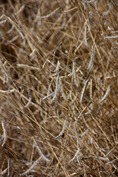 Blonde Ambition Blue Grama Grass (Bouteloua gracilis 'Blonde Ambition') at Lakeshore Garden Centres