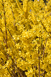 Magical Gold Forsythia (Forsythia x intermedia 'Kolgold') at Stonegate Gardens