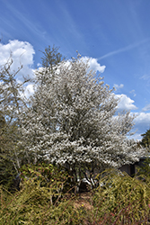 Cumulus Serviceberry (Amelanchier laevis 'Cumulus') at Lakeshore Garden Centres