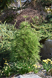 Green Bullet Umbrella Pine (Sciadopitys verticillata 'Gruene Kugel') at Stonegate Gardens