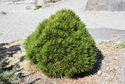 Smidt's Bosnian Pine (Pinus heldreichii 'Smidtii') at Stonegate Gardens