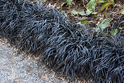 Black Mondo Grass (Ophiopogon planiscapus 'Nigrescens') at Lakeshore Garden Centres