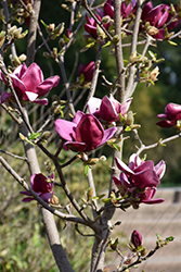 Genie Magnolia (Magnolia 'Genie') at Stonegate Gardens