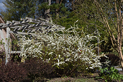Ogon Spirea (Spiraea thunbergii 'Ogon') at Stonegate Gardens