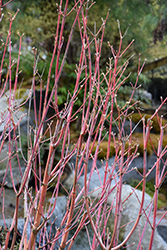 Ueno Homare Japanese Maple (Acer palmatum 'Ueno Homare') at Stonegate Gardens