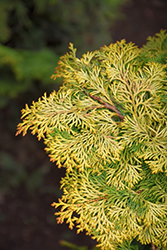 Golden Hinoki Falsecypress (Chamaecyparis obtusa 'Aurea') at Stonegate Gardens