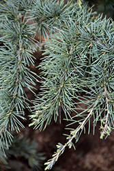 Eisregen Blue Himilayan Cedar (Cedrus deodara 'Eisregen') at Lakeshore Garden Centres