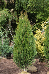 Virescens Red Cedar (Thuja plicata 'Virescens') at Stonegate Gardens
