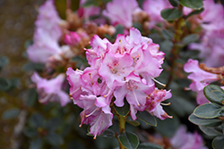 Pink Snowflakes Rhododendron (Rhododendron 'Pink Snowflakes') at Stonegate Gardens