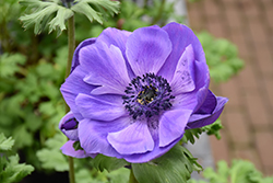Marianne Blue Windflower (Anemone coronaria 'Marianne Blue') at Stonegate Gardens