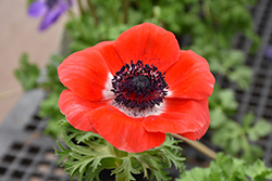 Marianne Red Windflower (Anemone coronaria 'Marianne Red') at Stonegate Gardens