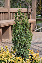 Pencil Point Juniper (Juniperus communis 'Pencil Point') at Lakeshore Garden Centres
