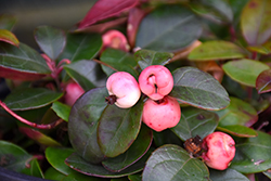 Peppermint Pearl  Wintergreen (Gaultheria procumbens 'SpecGP11') at Stonegate Gardens