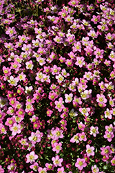 Touran Pink Saxifrage (Saxifraga x arendsii 'Touran Pink') at A Very Successful Garden Center