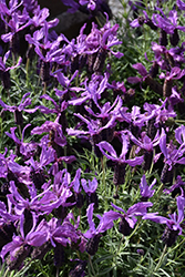 Javelin Forte Deep Purple Lavender (Lavandula stoechas 'Javelin Forte Deep Purple') at Lakeshore Garden Centres