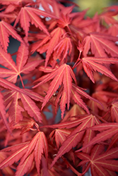 First Flame Maple (Acer 'IslFirFl') at Stonegate Gardens