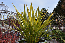 Apricot Queen New Zealand Flax (Phormium tenax 'Apricot Queen') at Stonegate Gardens