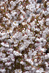 Little Twist Fuji Cherry (Prunus incisa 'CarltonLT') at Stonegate Gardens