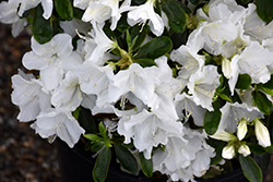 Hino White Azalea (Rhododendron 'Hino White') at Stonegate Gardens