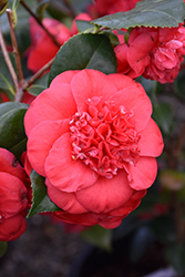 April Tryst Camellia (Camellia japonica 'April Tryst') at Stonegate Gardens