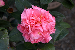 Pink Parade Camellia (Camellia japonica 'Pink Parade') at Stonegate Gardens