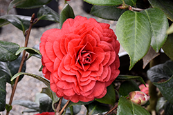 Vestito Rosso Camellia (Camellia japonica 'MonBella') at Stonegate Gardens