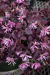 Sizzling Pink Chinese Fringeflower (Loropetalum chinense 'Sizzling Pink') at A Very Successful Garden Center