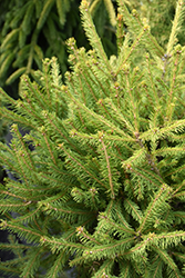 Blaze Norway Spruce (Picea abies 'Blaze') at Lakeshore Garden Centres